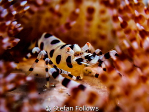 Fireman ...

Coleman Shrimp - Periclimenes colemani

... by Stefan Follows 